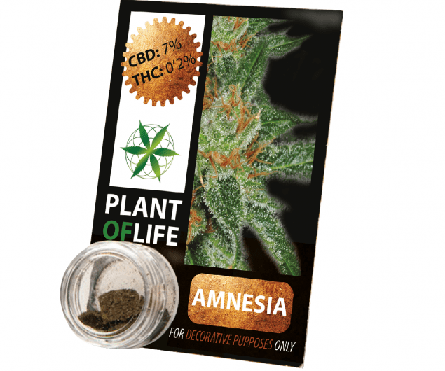 Une tisane au chanvre : ce que vous devez savoir