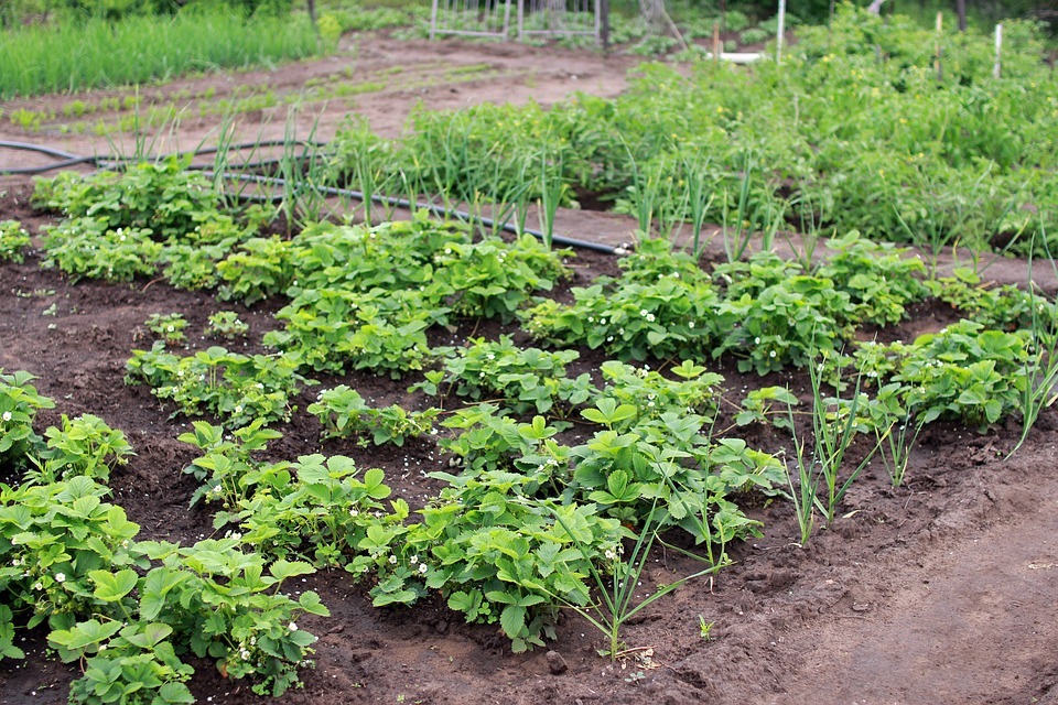 S’offrir une bonne nutrition au quotidien grâce à un jardin potager