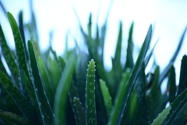 Aloe Vera : quels sont les bienfaits de cette plante ?