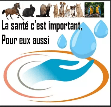 Comment faire prendre de l’argent colloidal pour les animaux ?